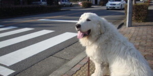 実践訓練(街中)