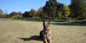 環境訓練(公園)