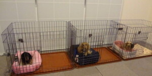 サークルハウストレーニング