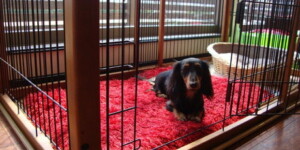 サークルハウストレーニング