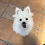 ルルちゃん