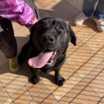 ダイヤくん